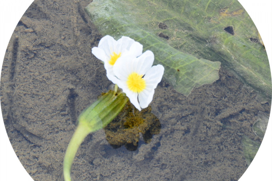 海菜花 - 靖西市·靖西网