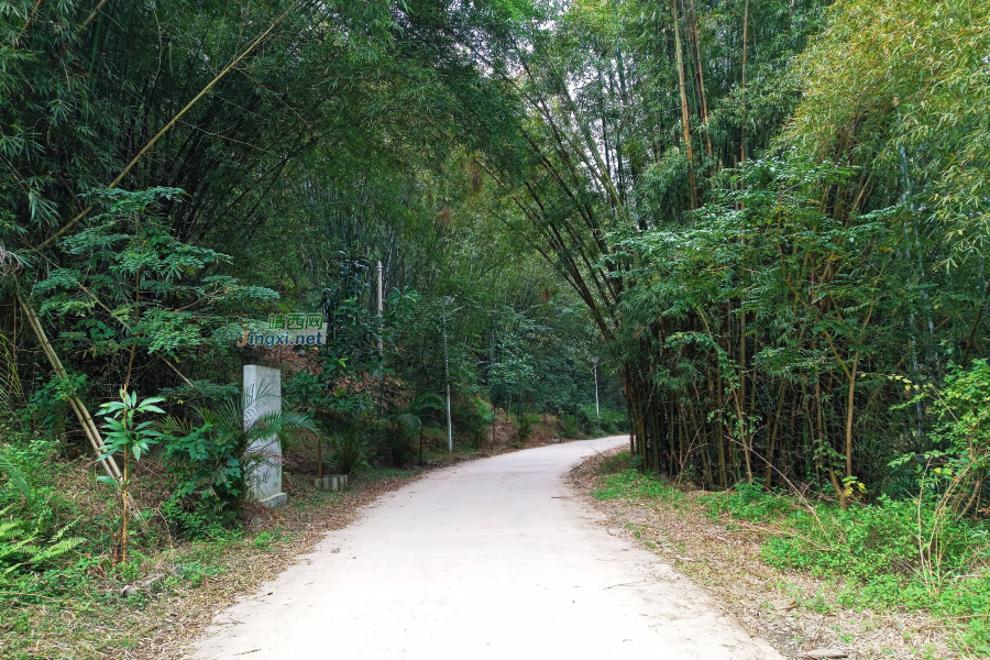 岳圩汉邦村竹林 - 靖西市·靖西网