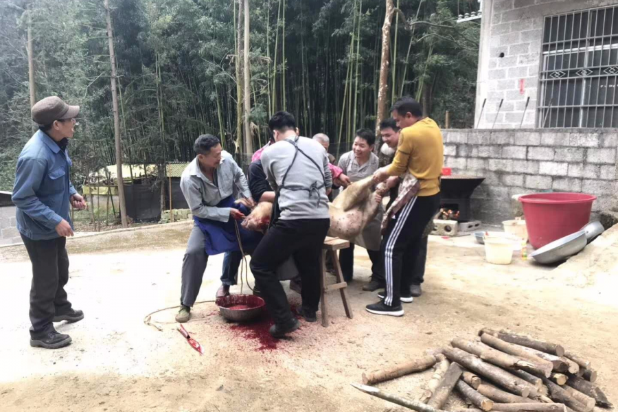 靖西杀年猪习俗 - 靖西市·靖西网