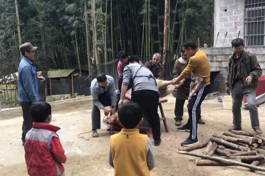 靖西杀年猪习俗 - 靖西市·靖西网