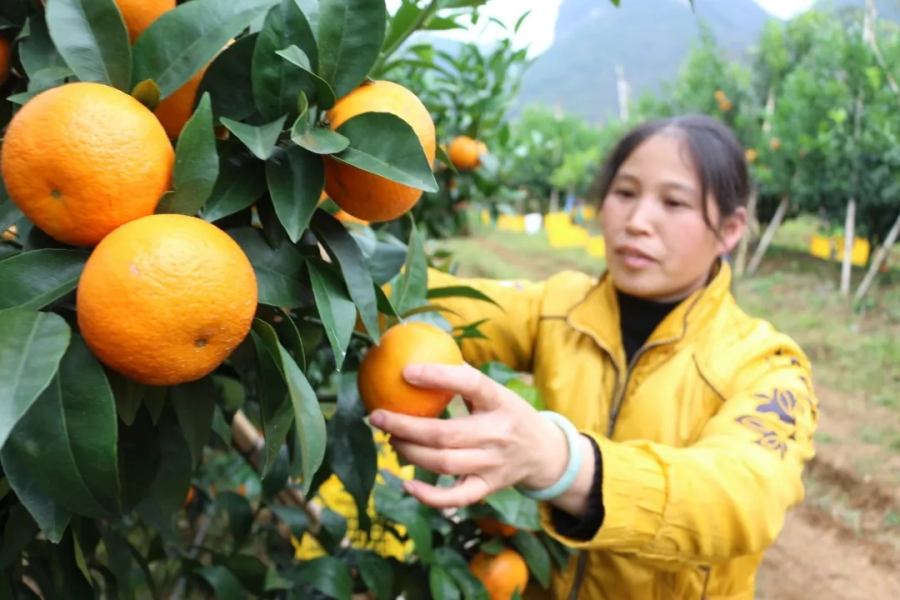 靖西市化峒镇沃柑成熟，游客采摘正当时...... - 靖西市·靖西网