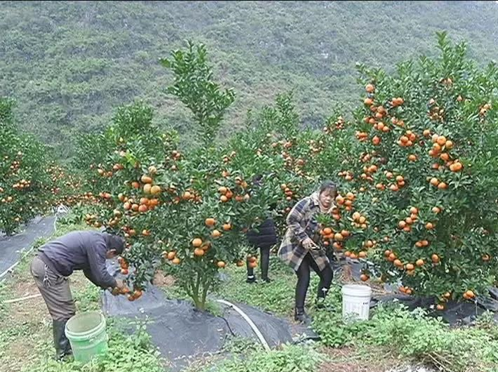 靖西柑橘产业带民富 - 靖西市·靖西网