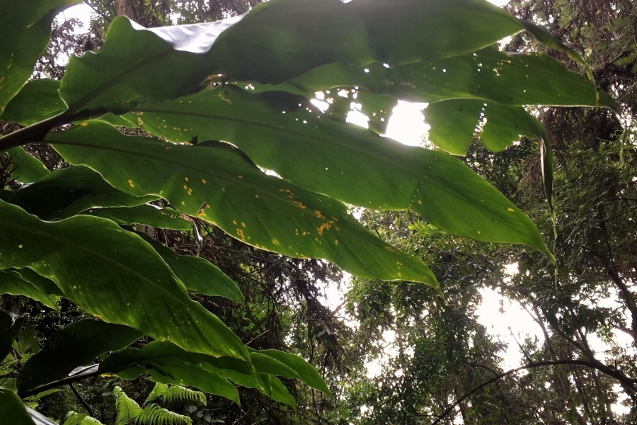 五岭秋色 - 靖西市·靖西网