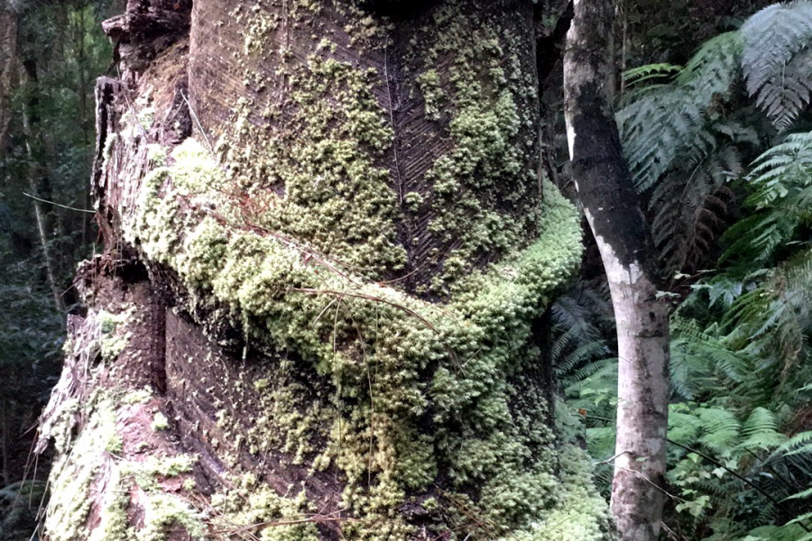 五岭秋色 - 靖西市·靖西网
