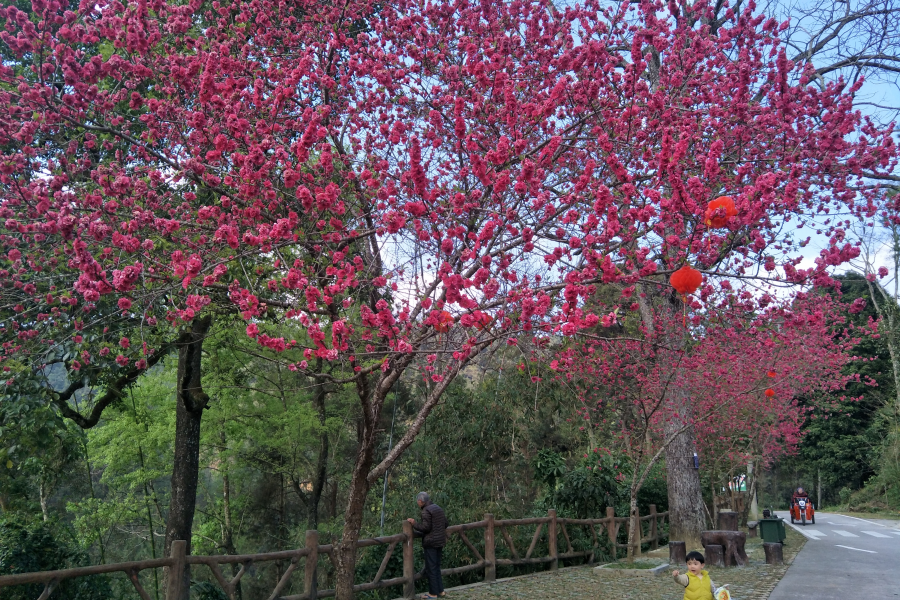 五岭秋色 - 靖西市·靖西网