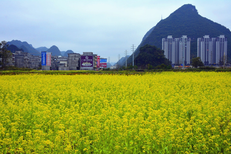 油菜花 - 靖西市·靖西网