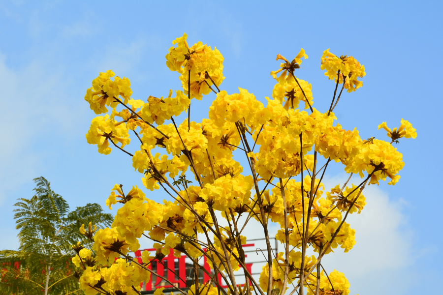 路边的风铃花 - 靖西市·靖西网