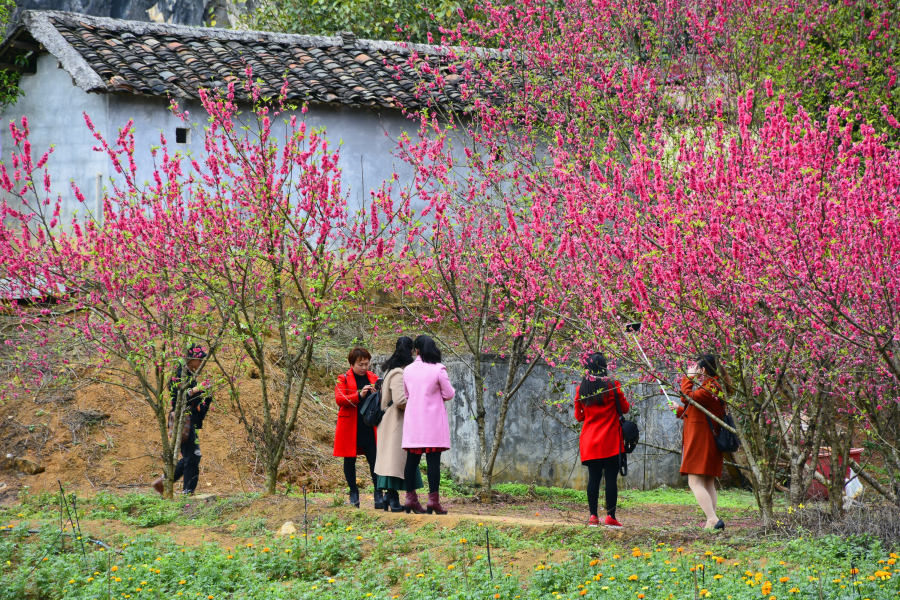 桃花谷百花齐放，美极了 ，呗侬们去看了吗？ - 靖西市·靖西网