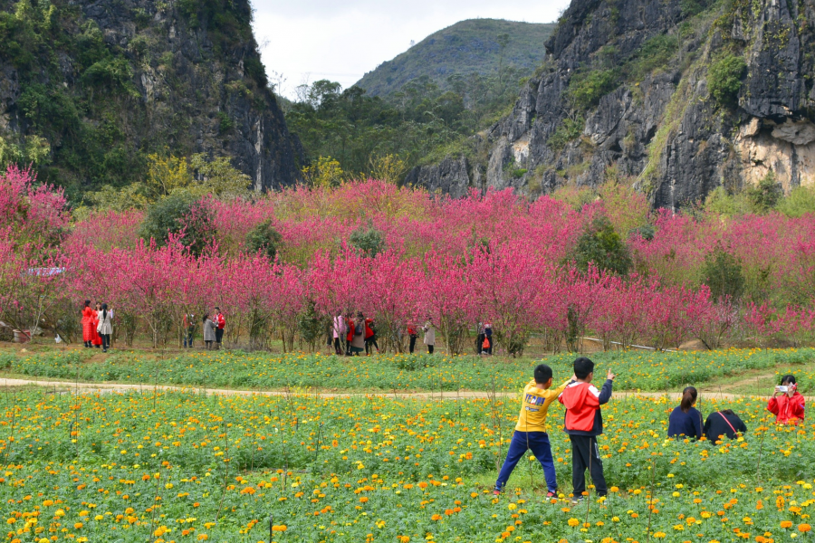 桃花谷百花齐放，美极了 ，呗侬们去看了吗？ - 靖西市·靖西网