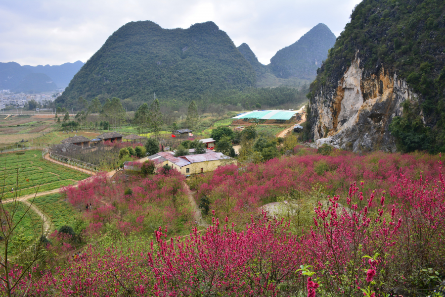 桃花谷百花齐放，美极了 ，呗侬们去看了吗？ - 靖西市·靖西网