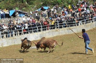 靖西龙邦斗牛迎新春 - 靖西市·靖西网