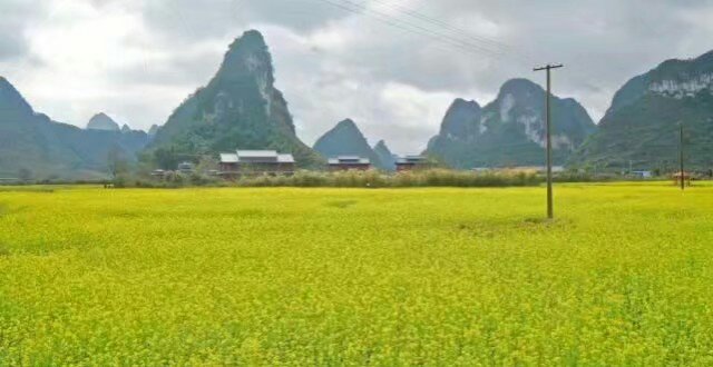 靖西油菜花海 - 靖西市·靖西网