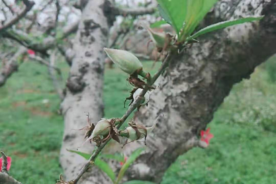 错过了最美的花期 - 靖西市·靖西网