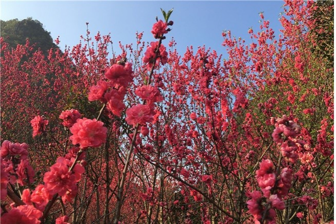 靖西桃花谷的桃花都开好了 - 靖西市·靖西网