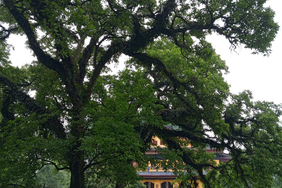 百色人真爱跑去桂林，一个星期每隔一天一班；难道山区爱看另一个山区？ - 靖西市·靖西网