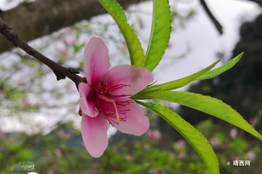 错过了最美的花期 - 靖西市·靖西网