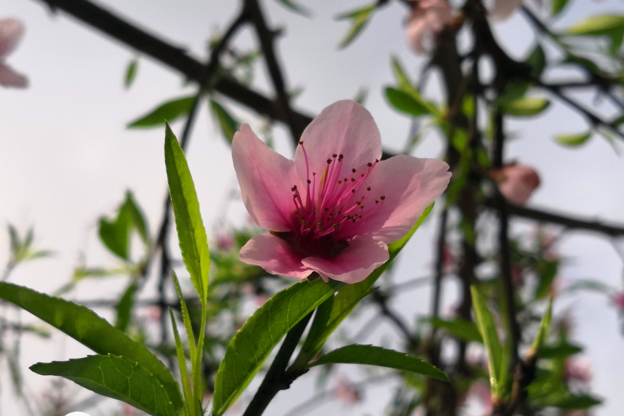 错过了最美的花期 - 靖西市·靖西网