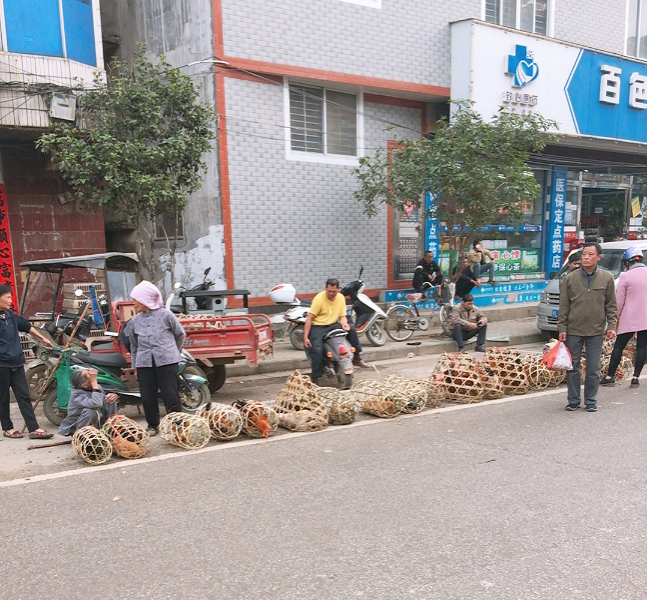 靖西凤凰路鸡店 - 靖西市·靖西网