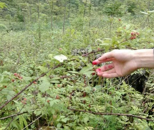 外人都不告诉，树莓这季节开始结果拉，靖西土话叫马猴 - 靖西市·靖西网