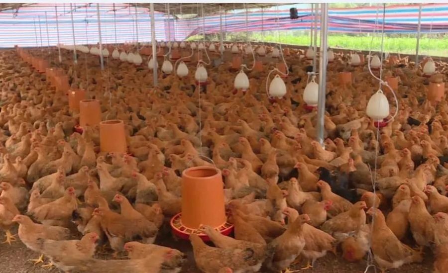 泗梨街年产万羽肉鸡的养殖场正式投产 - 靖西市·靖西网