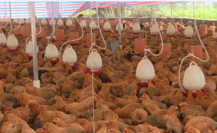 泗梨街年产万羽肉鸡的养殖场正式投产 - 靖西市·靖西网