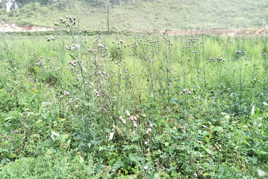 扫墓遇上了一些植物，你认识的有几个?求公凹科普。 - 靖西市·靖西网