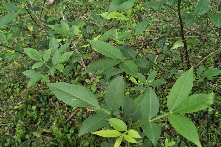 扫墓遇上了一些植物，你认识的有几个?求公凹科普。 - 靖西市·靖西网