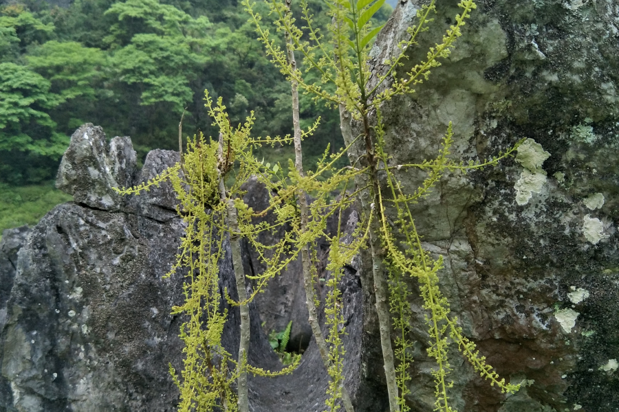 扫墓遇上了一些植物，你认识的有几个?求公凹科普。 - 靖西市·靖西网