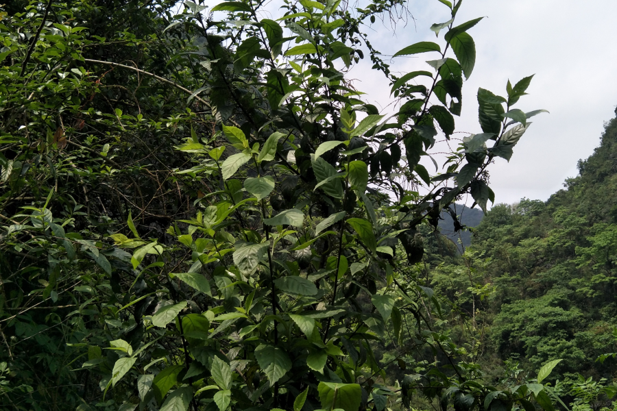 扫墓遇上了一些植物，你认识的有几个?求公凹科普。 - 靖西市·靖西网