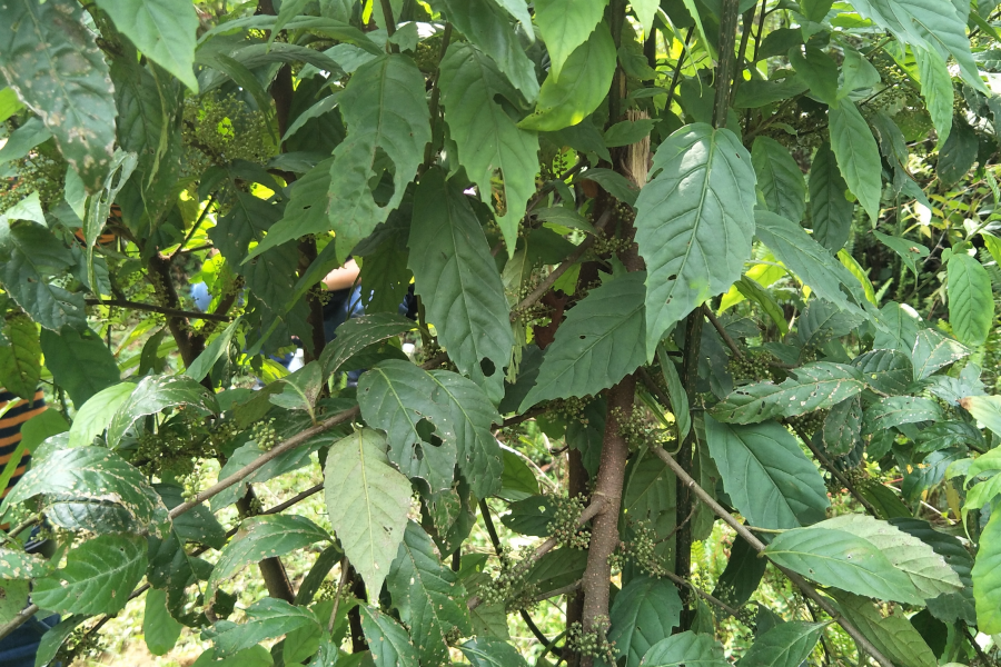 扫墓遇上了一些植物，你认识的有几个?求公凹科普。 - 靖西市·靖西网