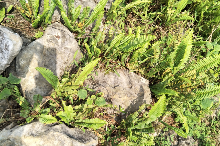 扫墓遇上了一些植物，你认识的有几个?求公凹科普。 - 靖西市·靖西网