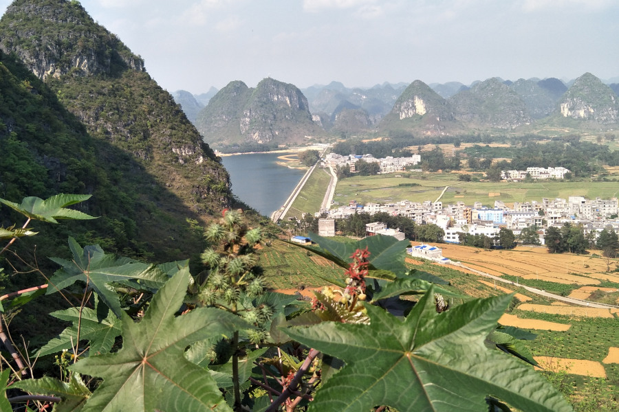 扫墓遇上了一些植物，你认识的有几个?求公凹科普。 - 靖西市·靖西网