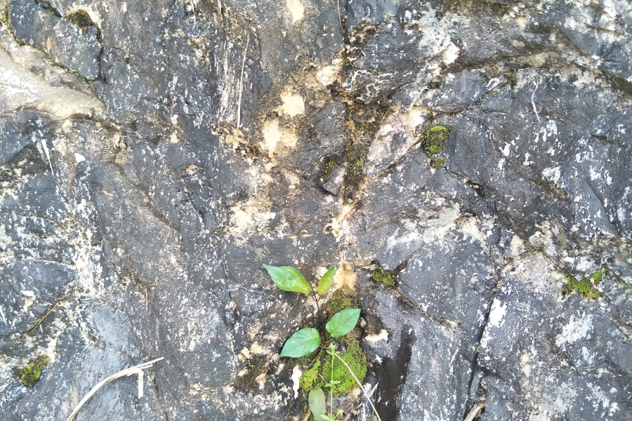 扫墓遇上了一些植物，你认识的有几个?求公凹科普。 - 靖西市·靖西网