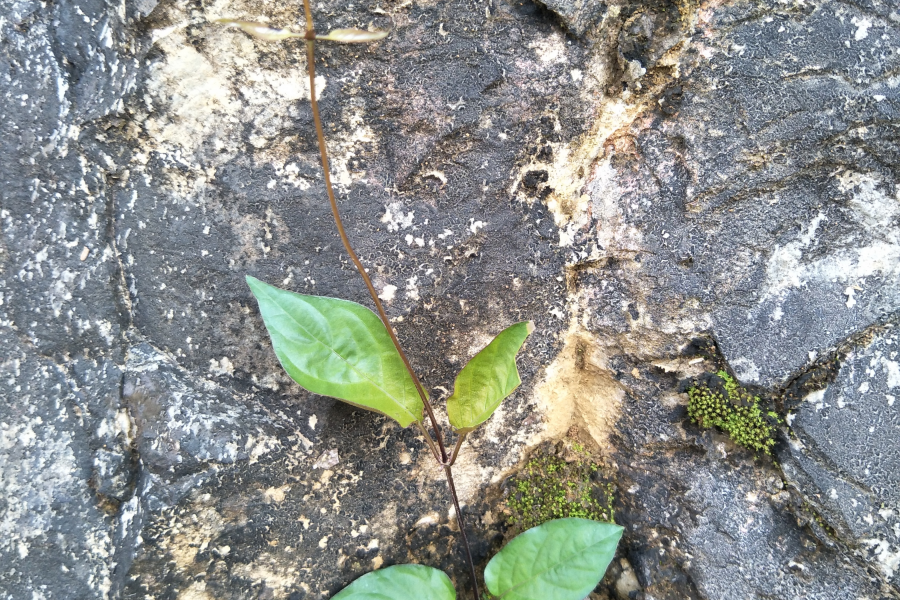 扫墓遇上了一些植物，你认识的有几个?求公凹科普。 - 靖西市·靖西网