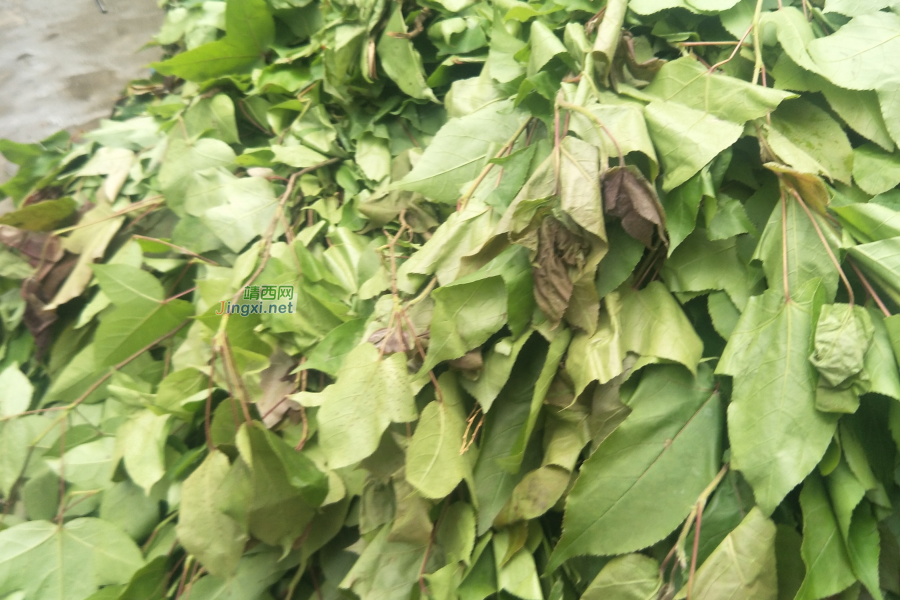 又是一年三月三之植物染料 - 靖西市·靖西网