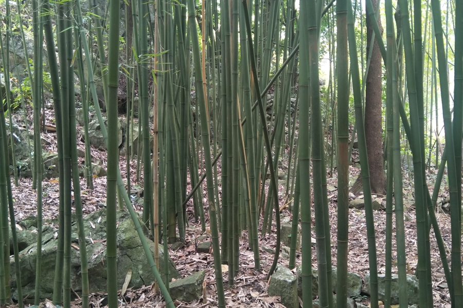 小心!这里有狼 - 靖西市·靖西网