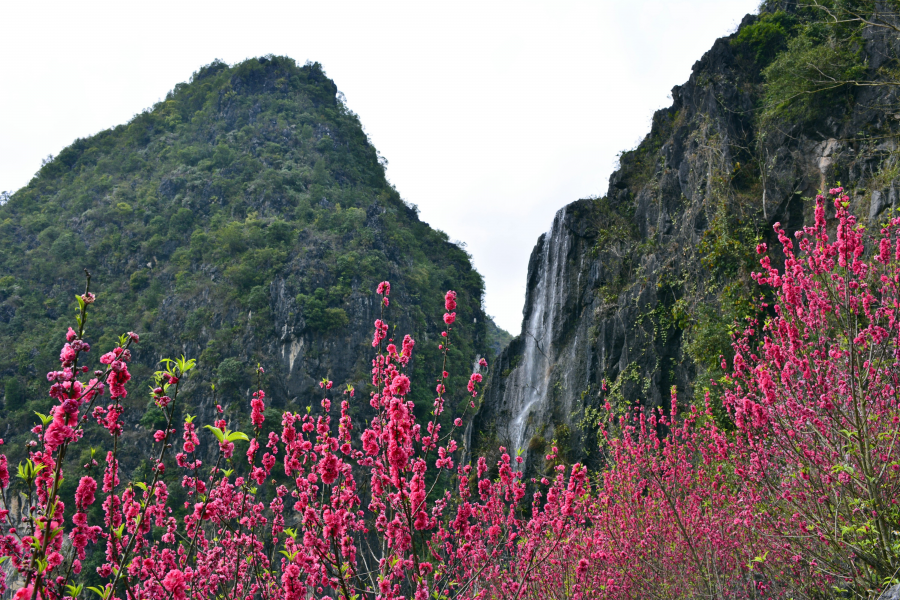 桃花谷雨中晨景 - 靖西市·靖西网