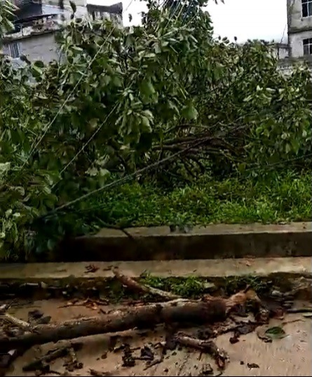 靖西同德百达村一大树被大风刮倒，还倒了2根电线杆 - 靖西市·靖西网