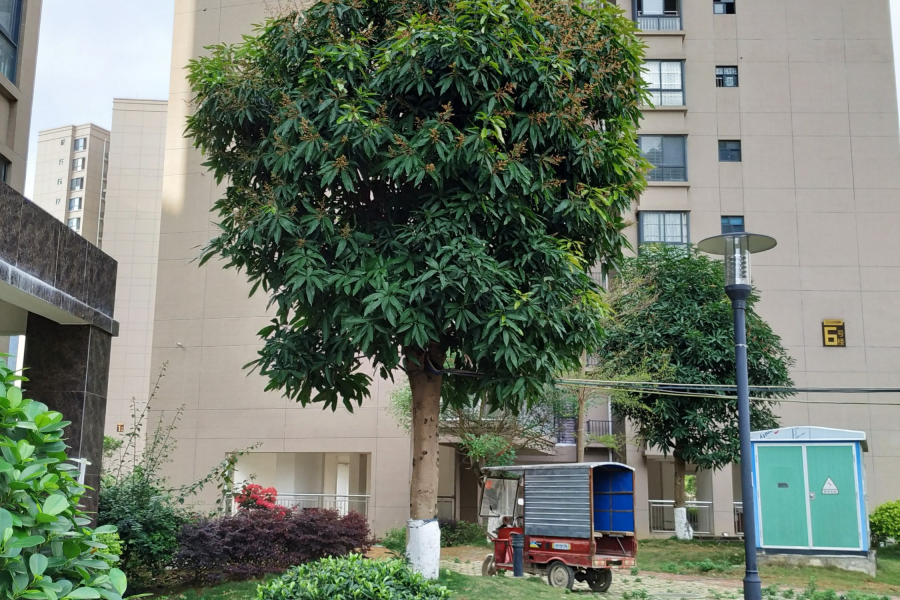 楼下的芒果树花开了，坐等吃芒果 - 靖西市·靖西网