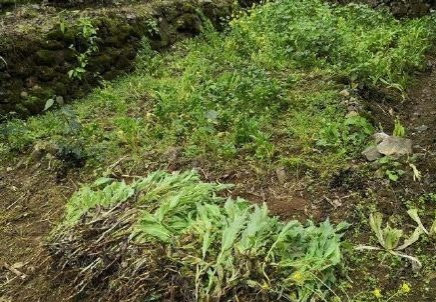 靖西人注意了！种植这种植物违法！ - 靖西市·靖西网