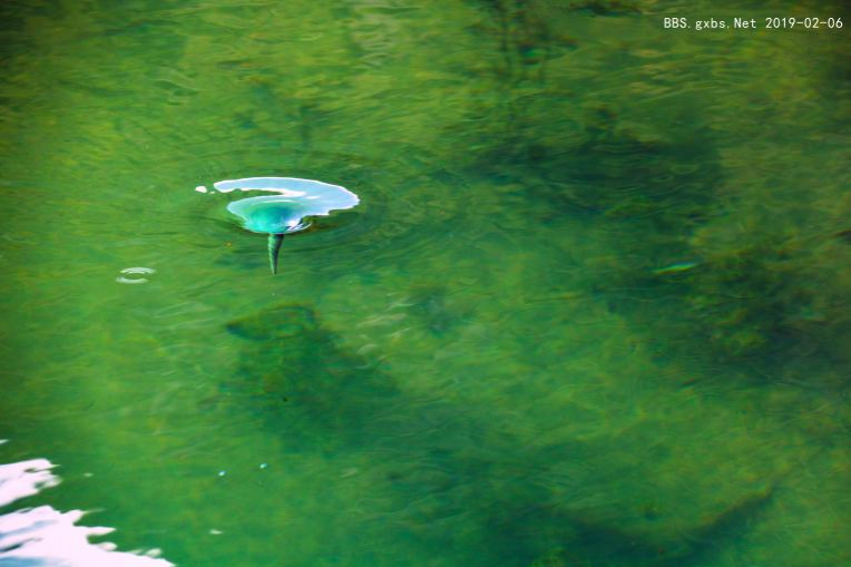 修整过的鹅泉 ，美不美？看图说了算········· - 靖西市·靖西网