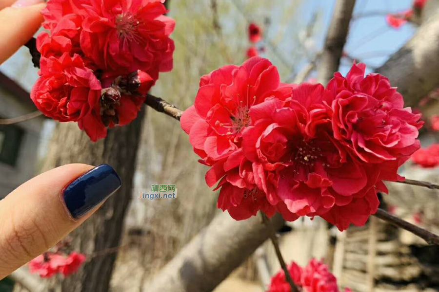 赴一场“春花”之约 - 靖西市·靖西网