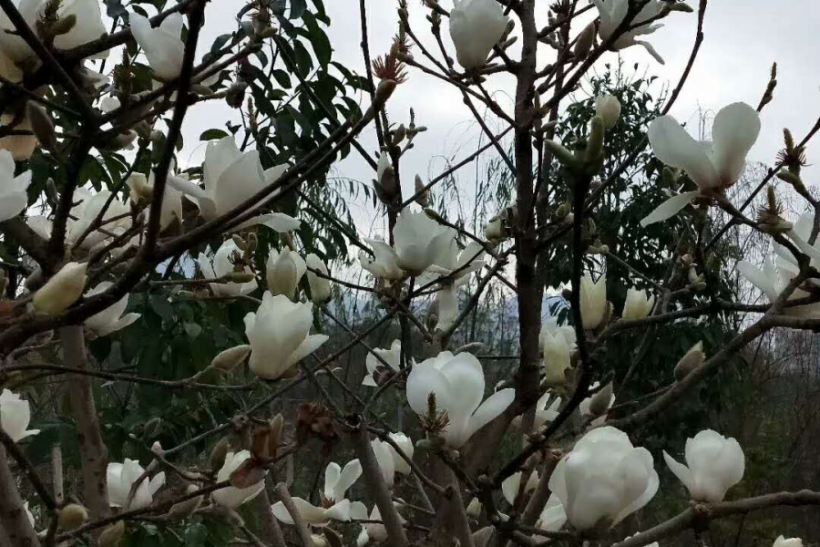 桃花谷雨中晨景 - 靖西市·靖西网