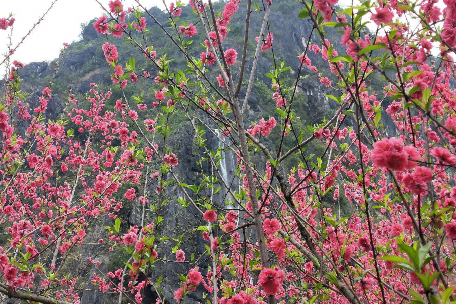 桃花谷雨中晨景 - 靖西市·靖西网