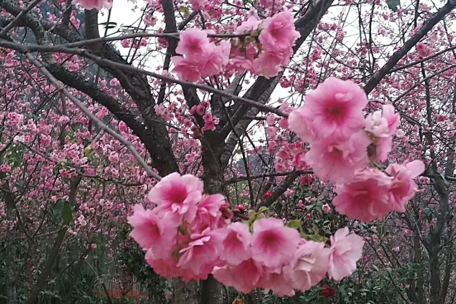 桃花谷雨中晨景 - 靖西市·靖西网