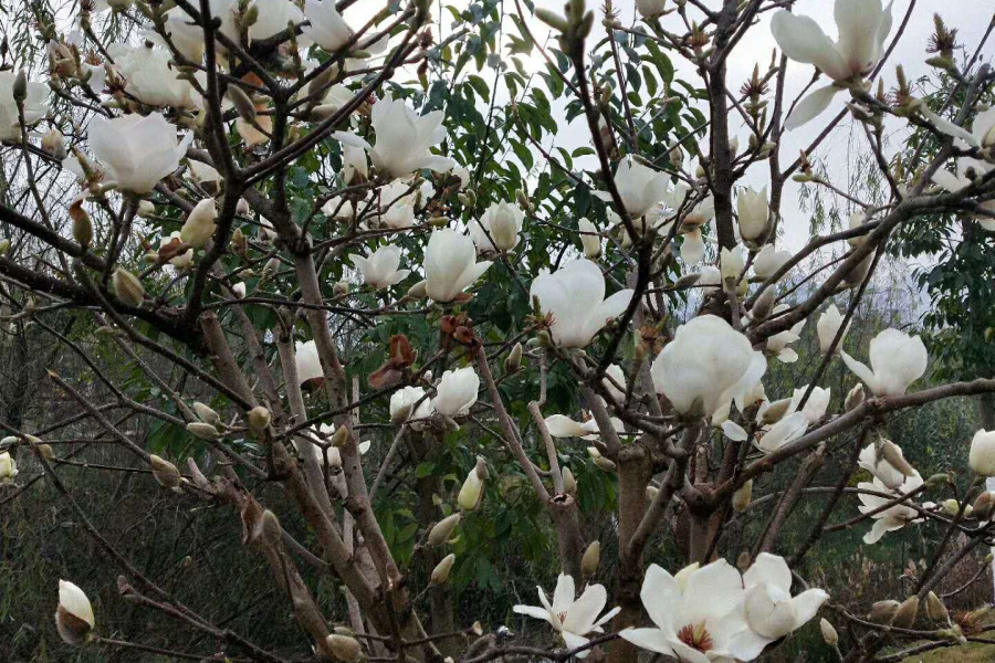 桃花谷雨中晨景 - 靖西市·靖西网