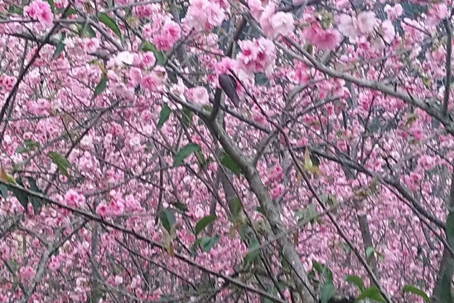 桃花谷雨中晨景 - 靖西市·靖西网