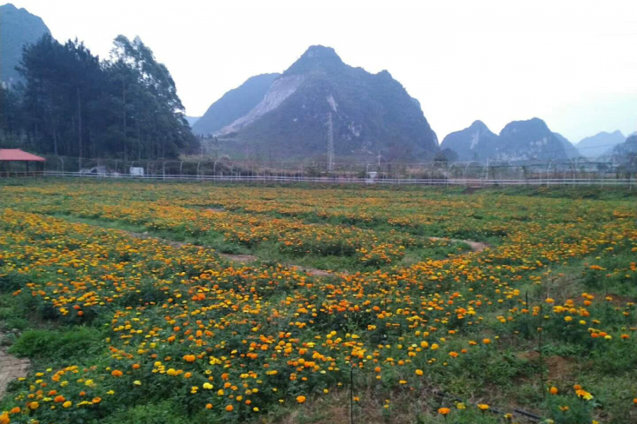 桃花谷雨中晨景 - 靖西市·靖西网