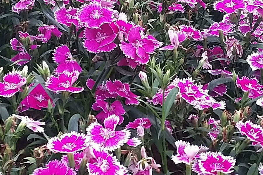 桃花谷雨中晨景 - 靖西市·靖西网