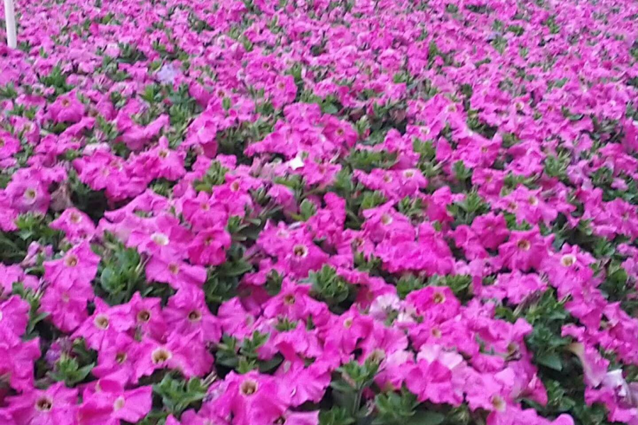 桃花谷雨中晨景 - 靖西市·靖西网